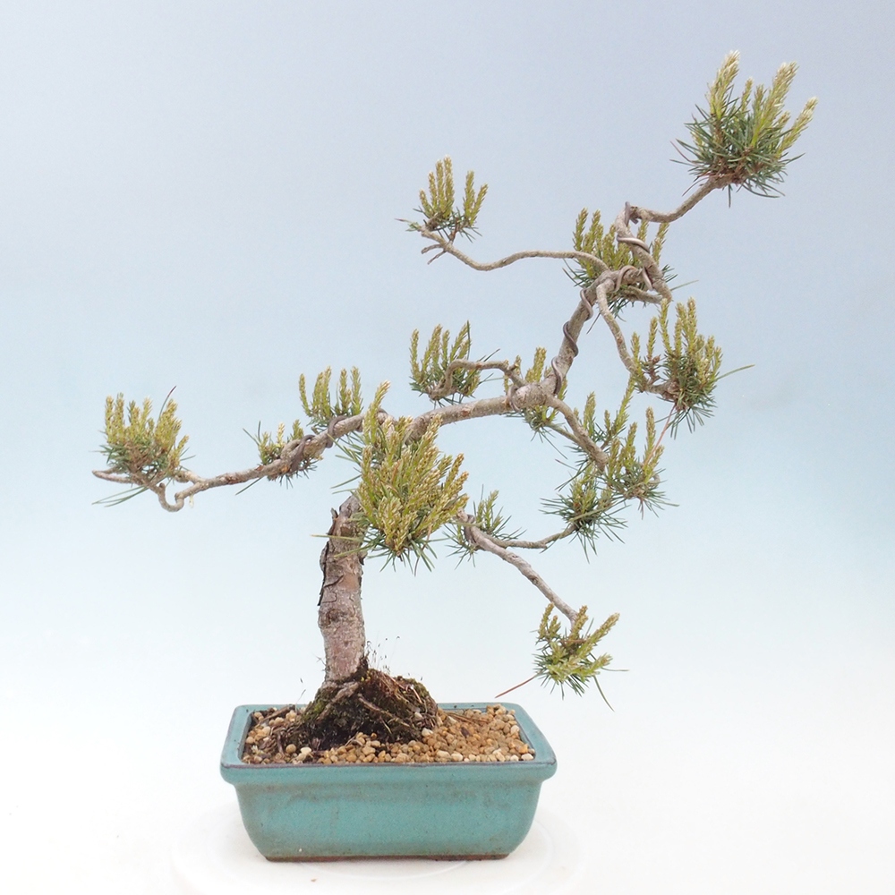 Bonsai im Freien - Pinus Sylvestris - Waldkiefer