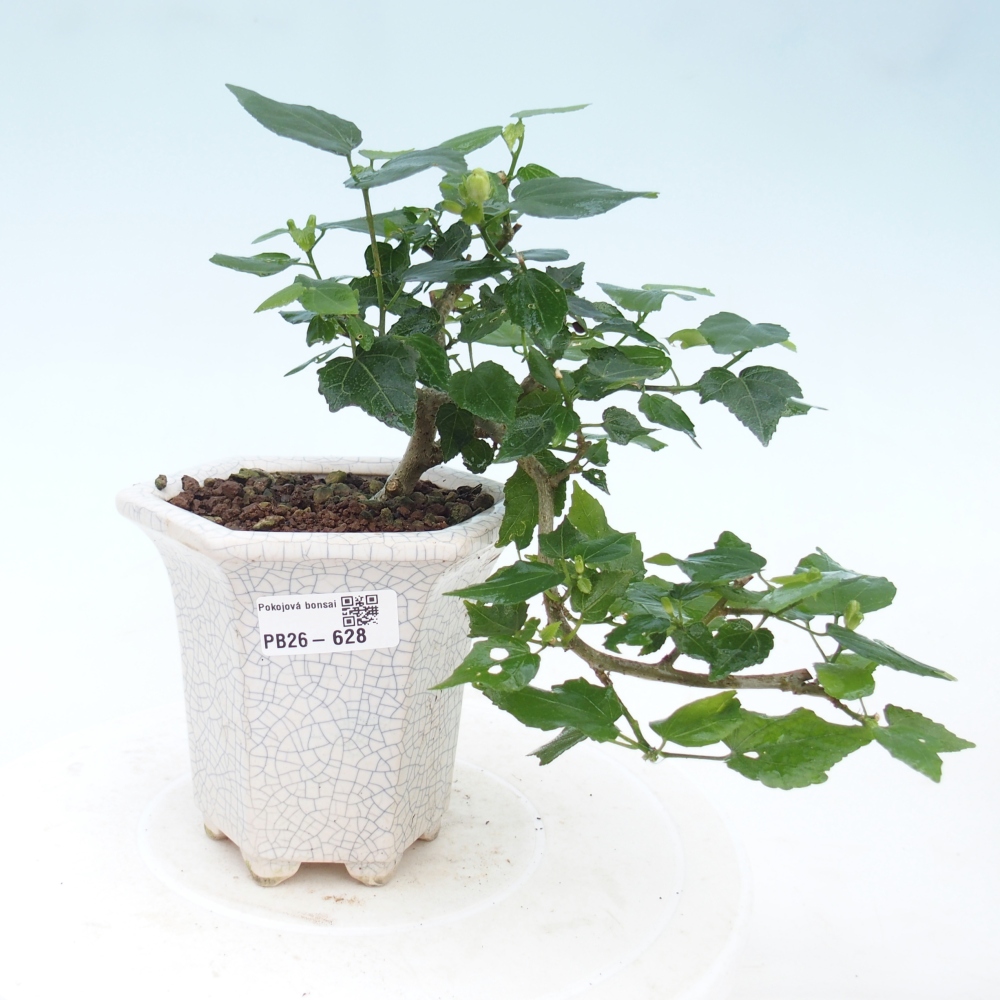 Zimmerbonsai - Malvaviscus arboreus