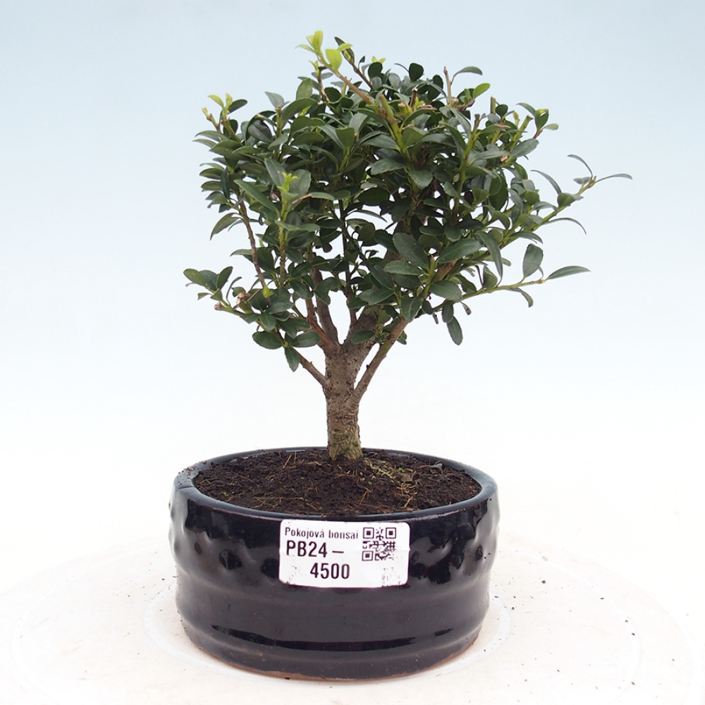 Zimmerbonsai - Ilex crenata - Holly