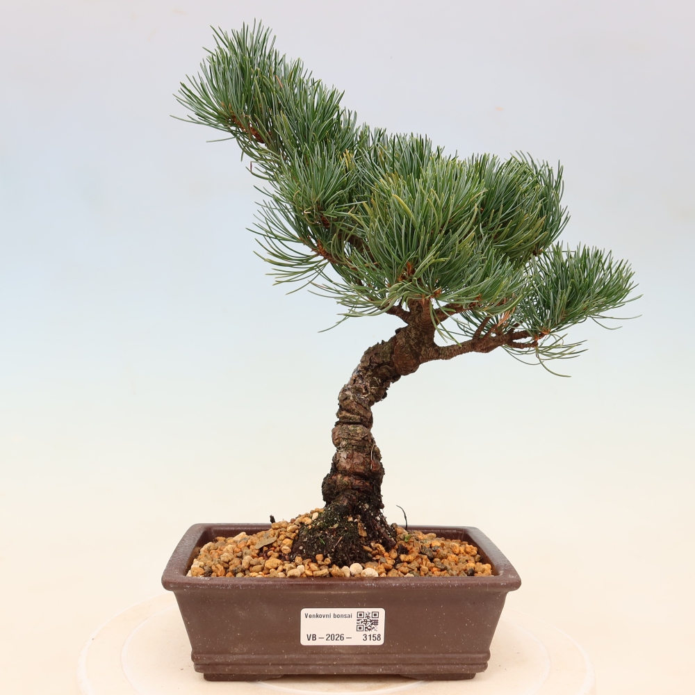Bonsai für draußen - Pinus parviflora - Pinus parviflora
