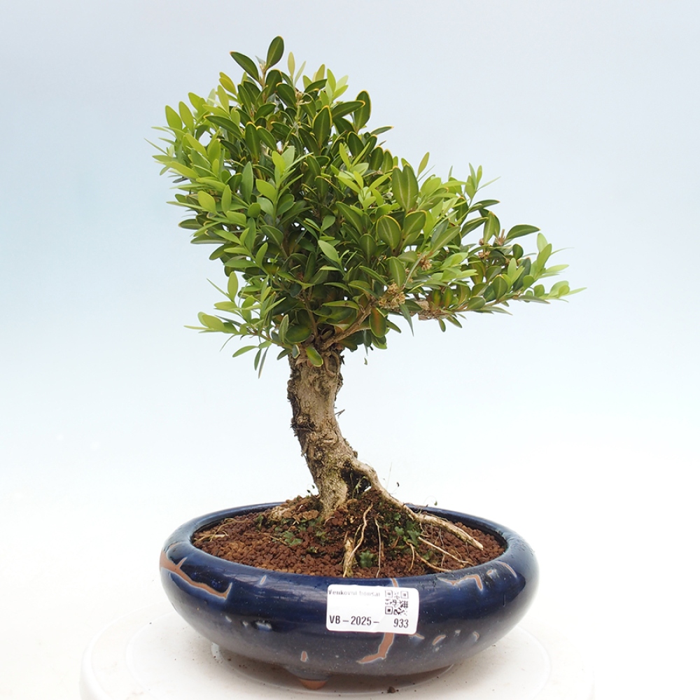 Outdoor-Bonsai - Buxus sempervirens - Buchsbaum