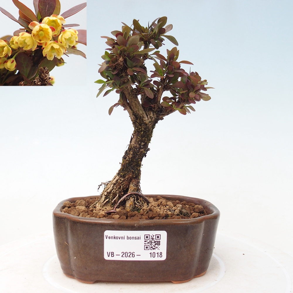 Bonsai für draußen - Berberis Thunbergii Bagatelle