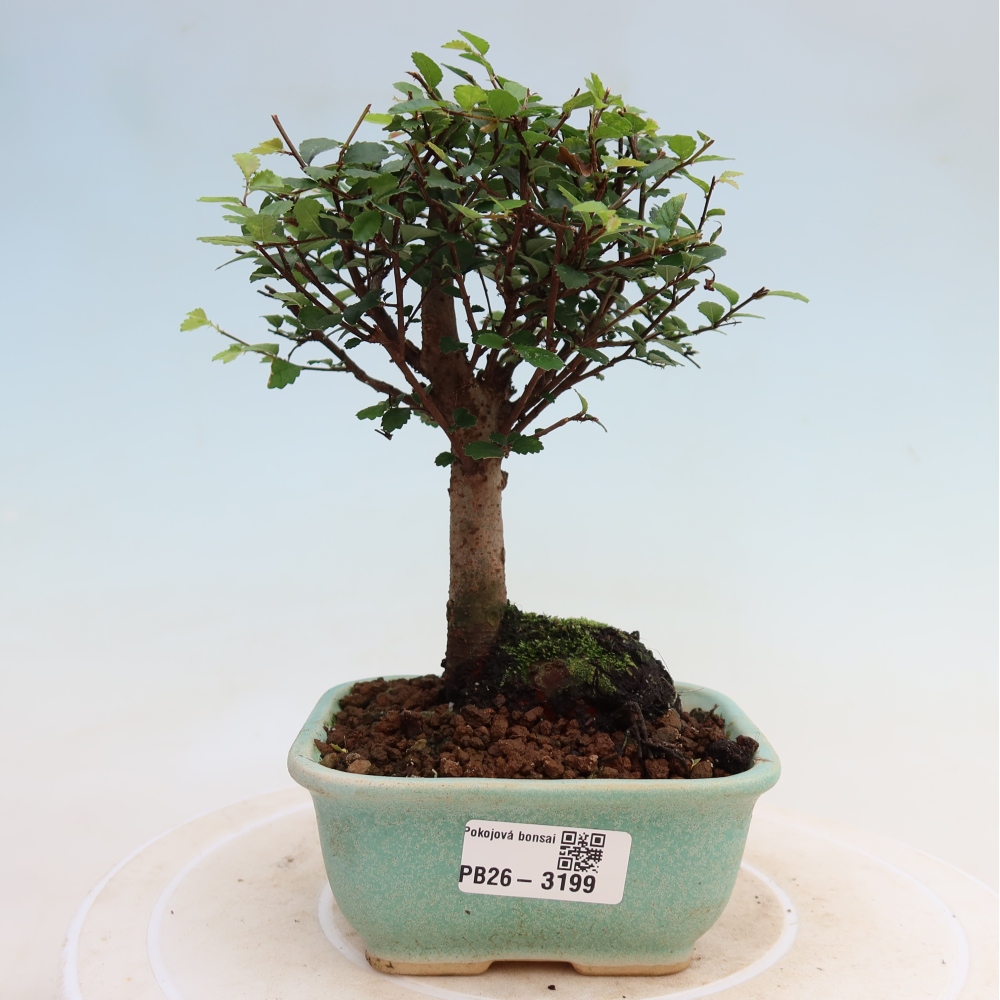 Zimmerbonsai - Ulmus parvifolia - Kleinblättrige Ulme