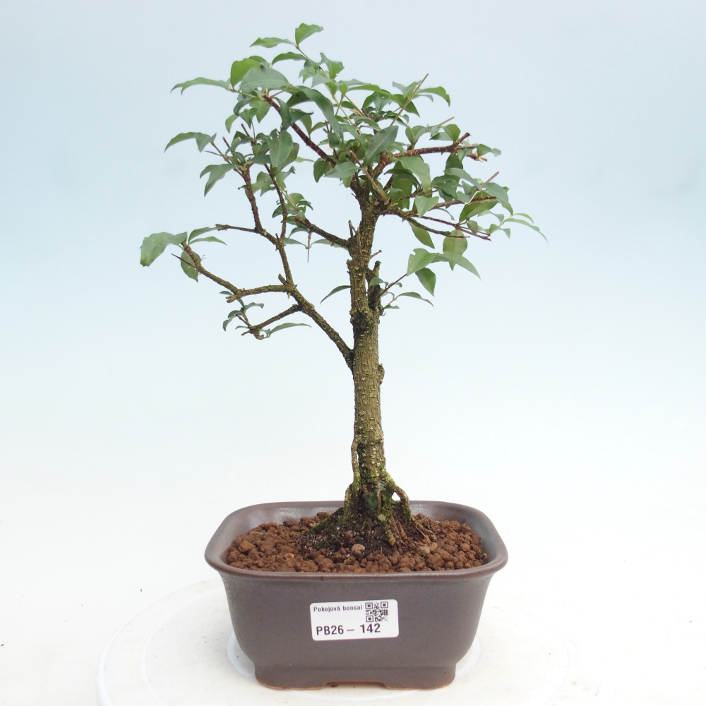 Zimmer Bonsai - Malpighia coccigera- Barbdor Kirsche