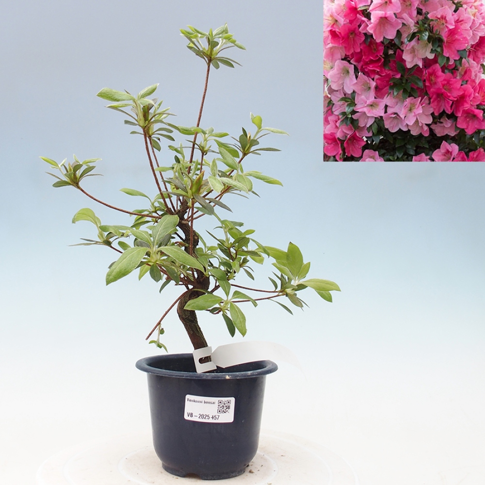 Bonsai im Freien - Japanische Azalee - Azalea Saien