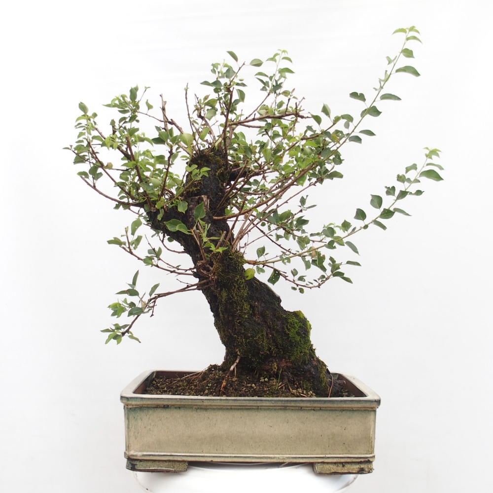 Bonsai im Freien - Mahalebka - Prunus mahaleb