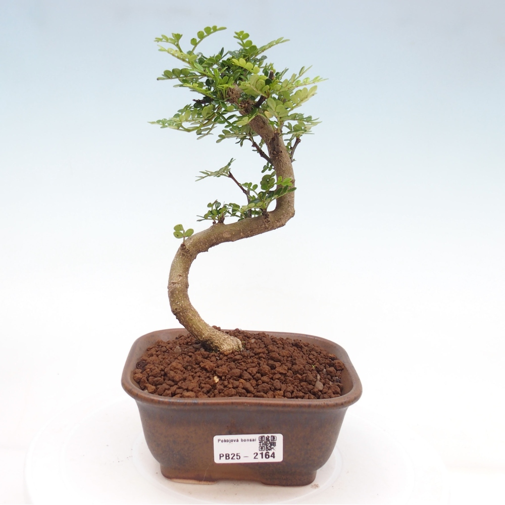 Indoor Bonsai -Ligustrum chinensis - Vogelschnabel