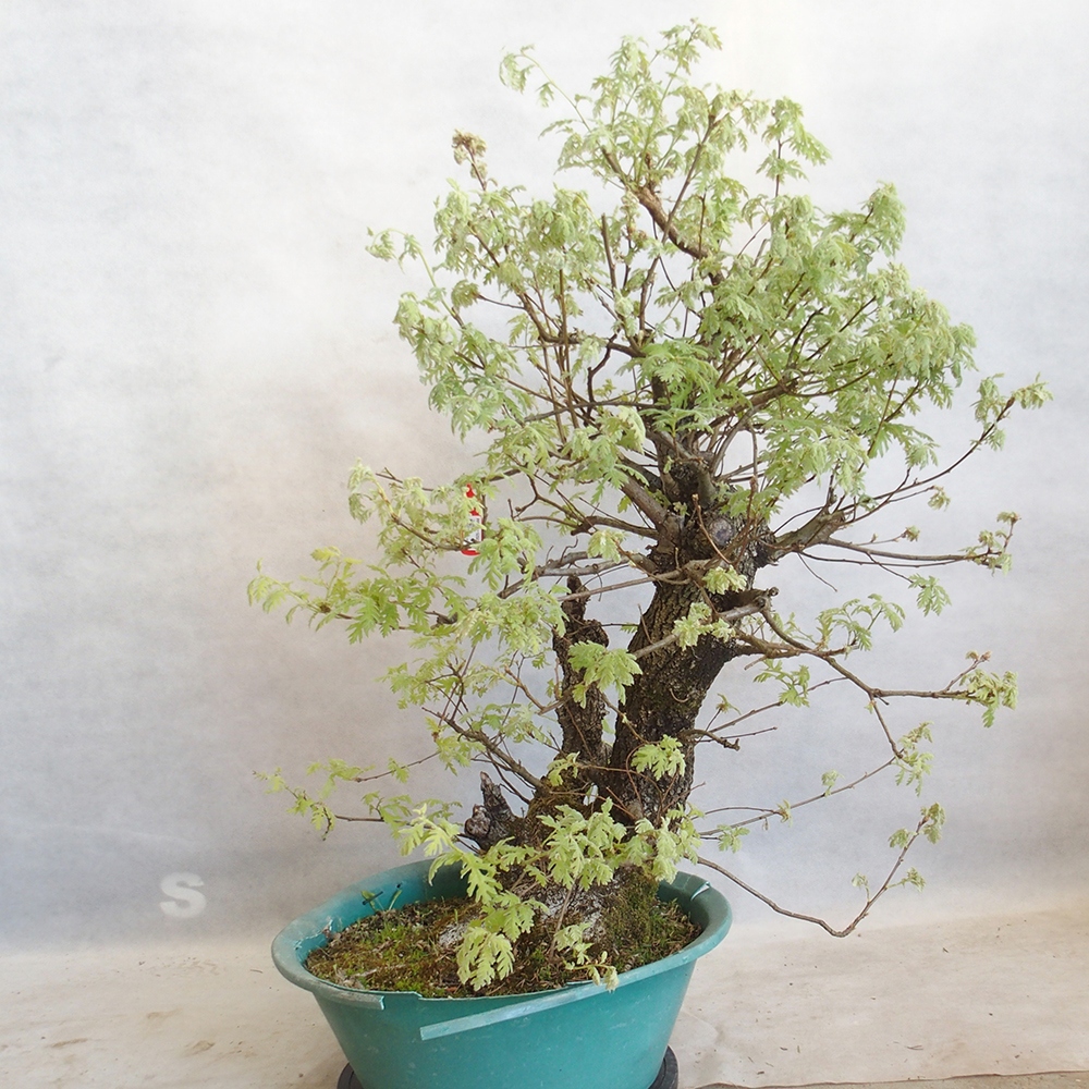 Freilandbonsai Quercus Cerris - Eiche Cer