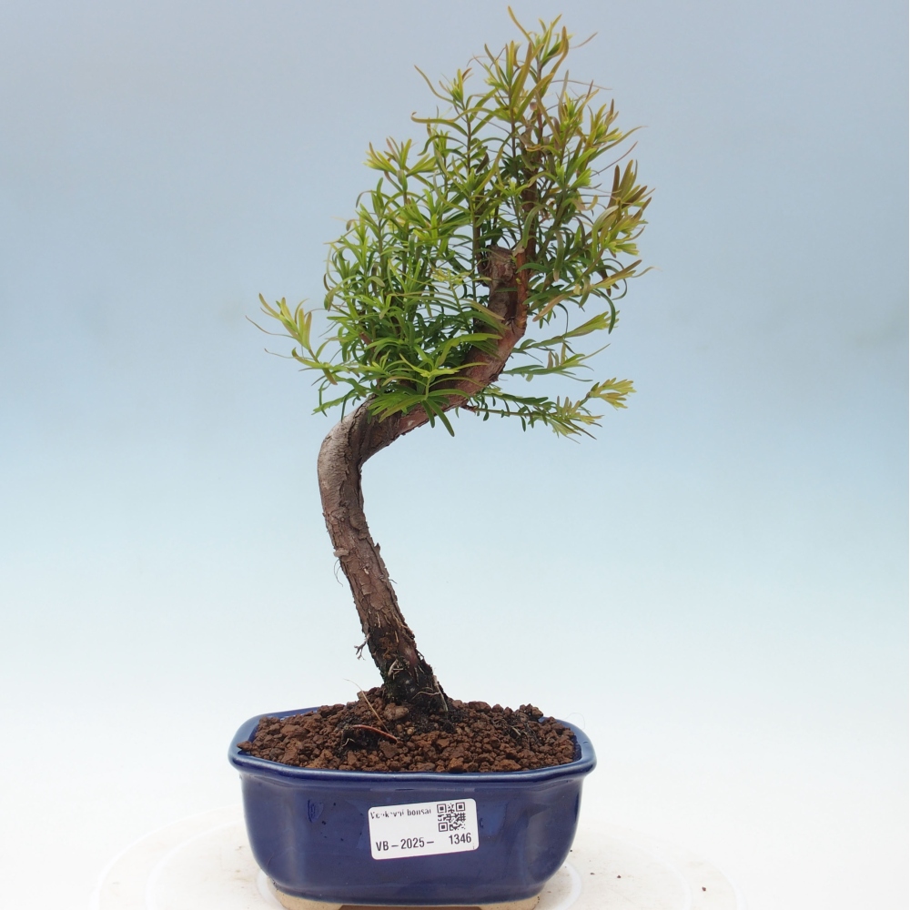 Bonsai im Freien - Metasequoia glyptostroboides - Chinesischer Metasequoia