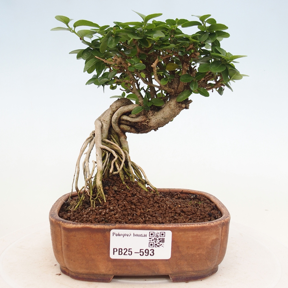 Zimmerbonsai - Premna serratifolia - Kozlovon kleinblättrig