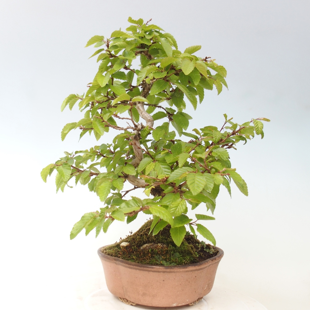 Bonsai für draußen -Carpinus CARPINOIDES - Koreanische Hainbuche