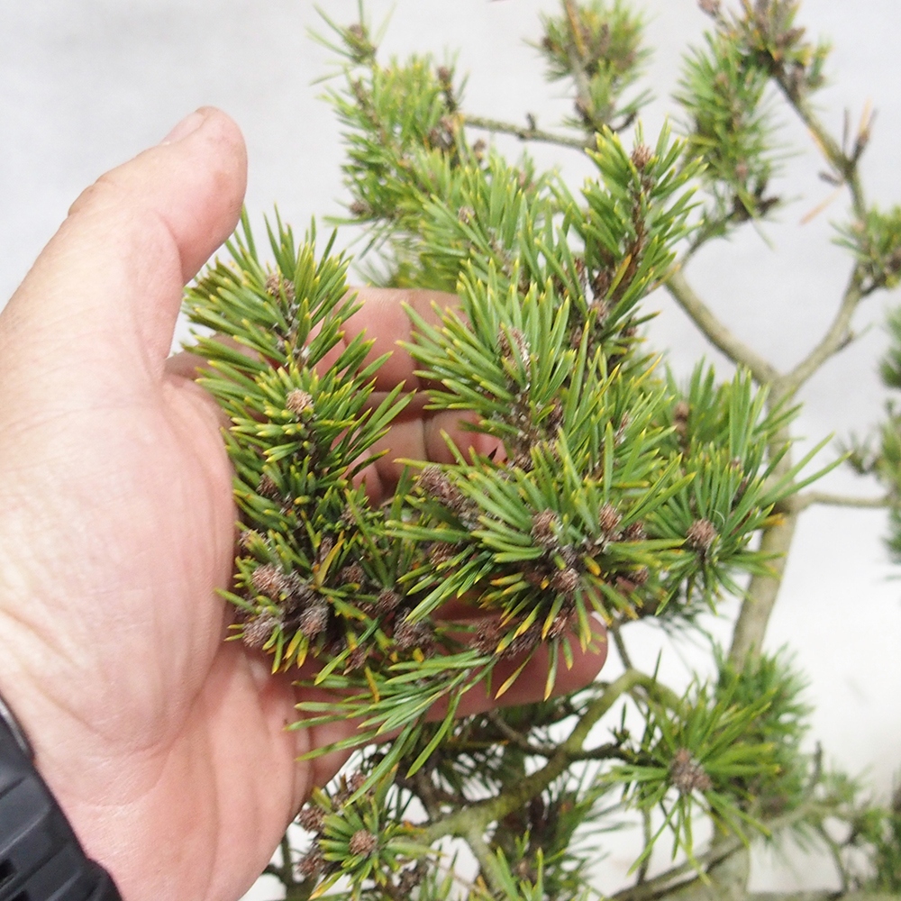 Yamadori - Pinus sylvestris 