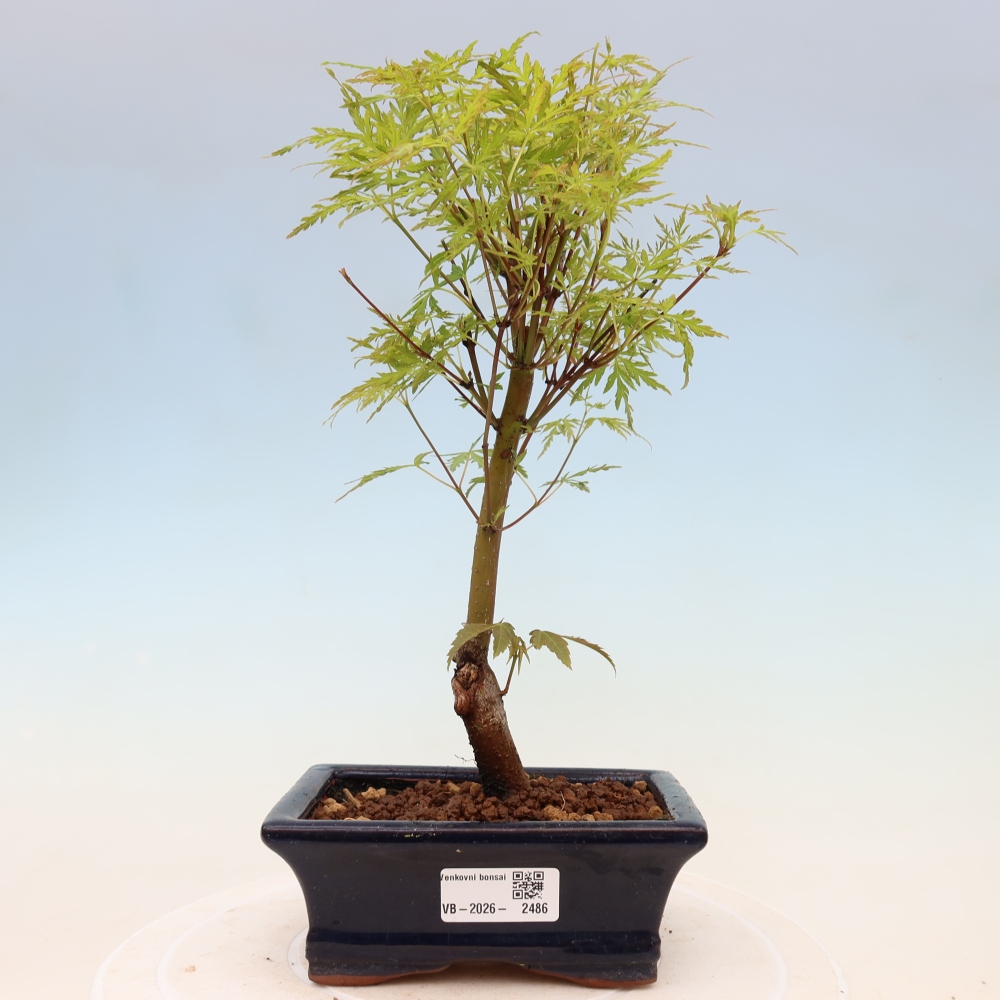 Bonsai im Freien - Acer palmatum Dissectum - japanischer Ahorn 