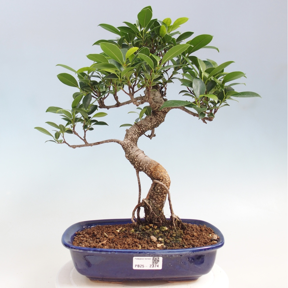 Indoor-Bonsai - Ficus kimmen - kleinblättriger Ficus
