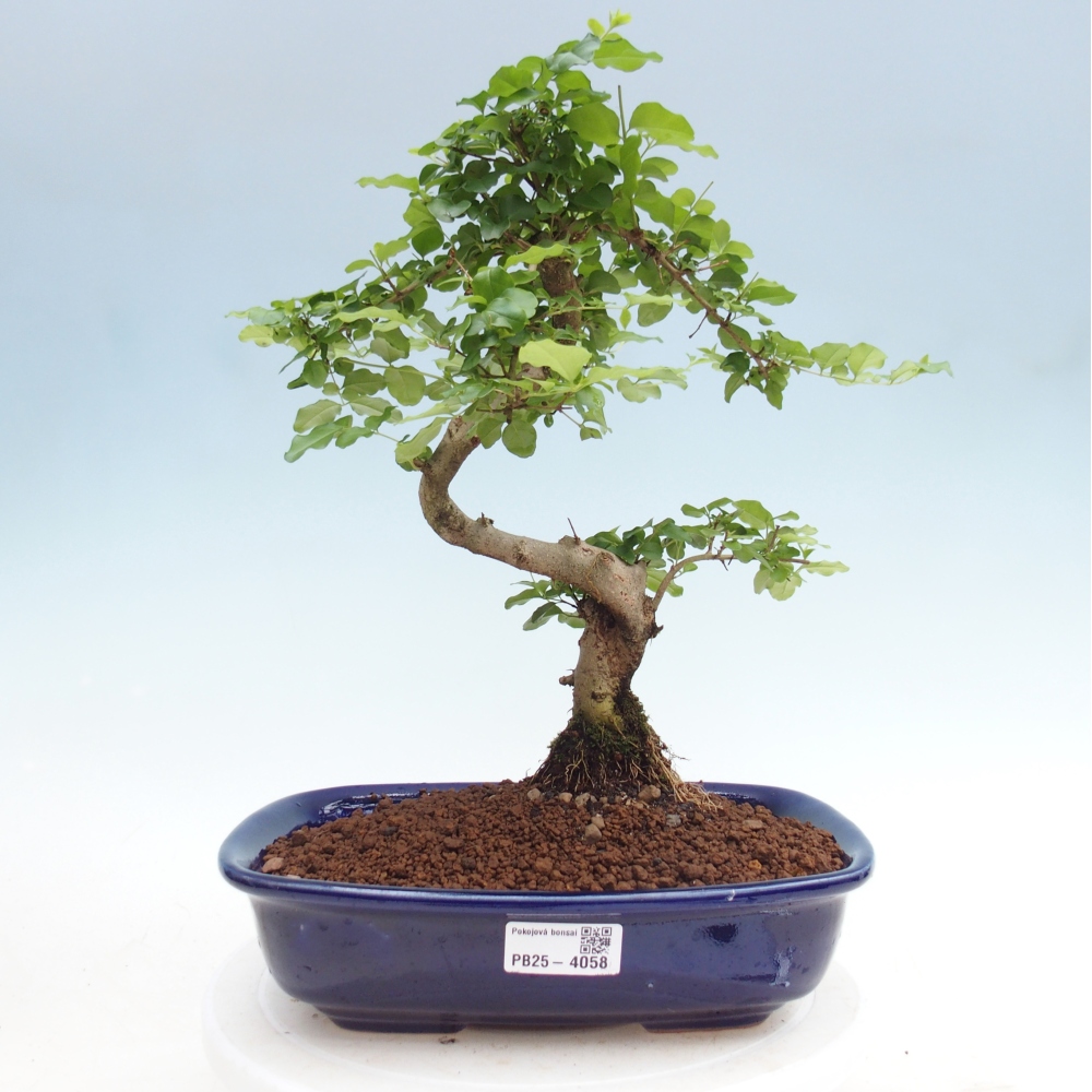 Zimmer Bonsai -Ligustrum chinensis - Vogelschnabel