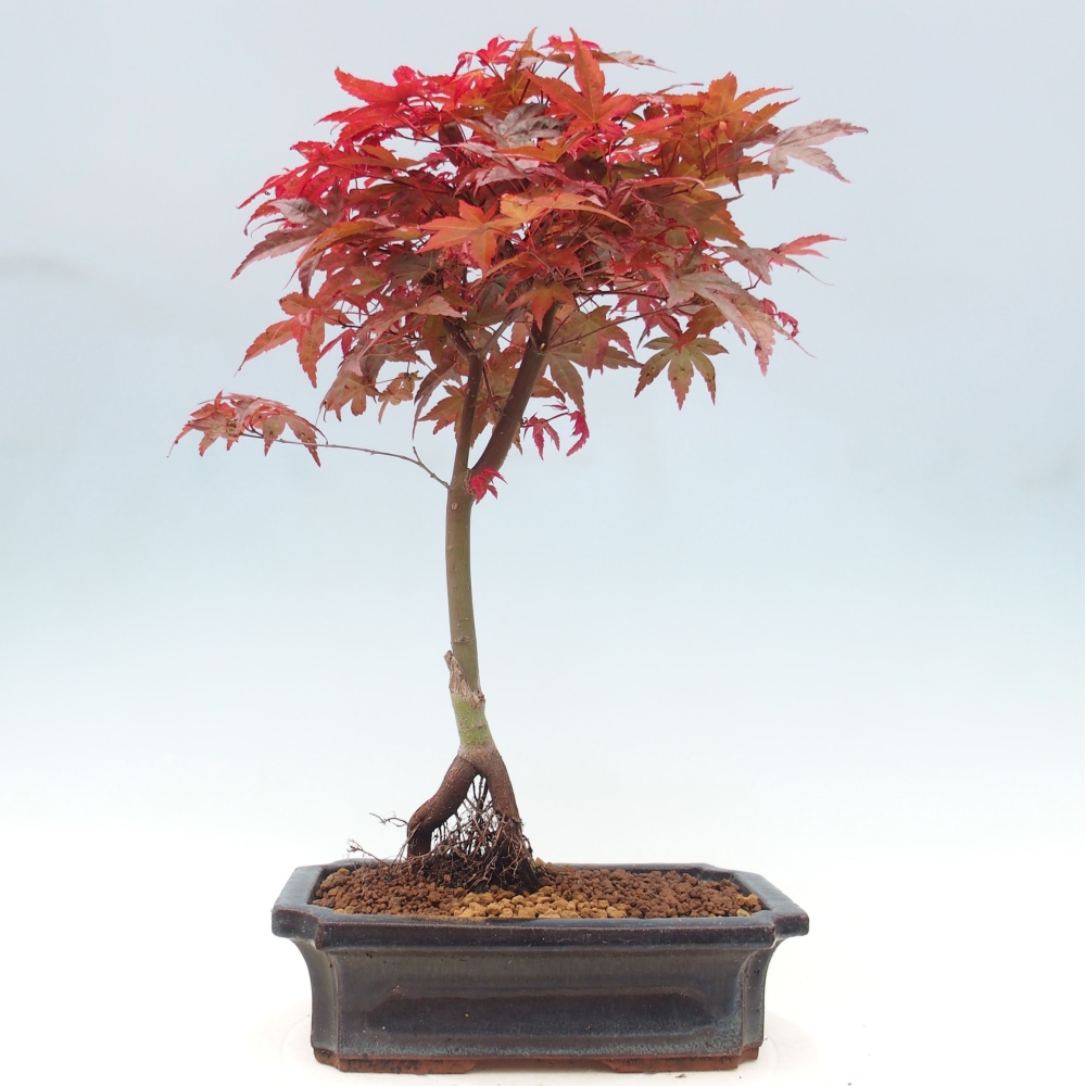 Outdoor bonsai - dlanitolistý klon - Acer palmatum DESHOJO