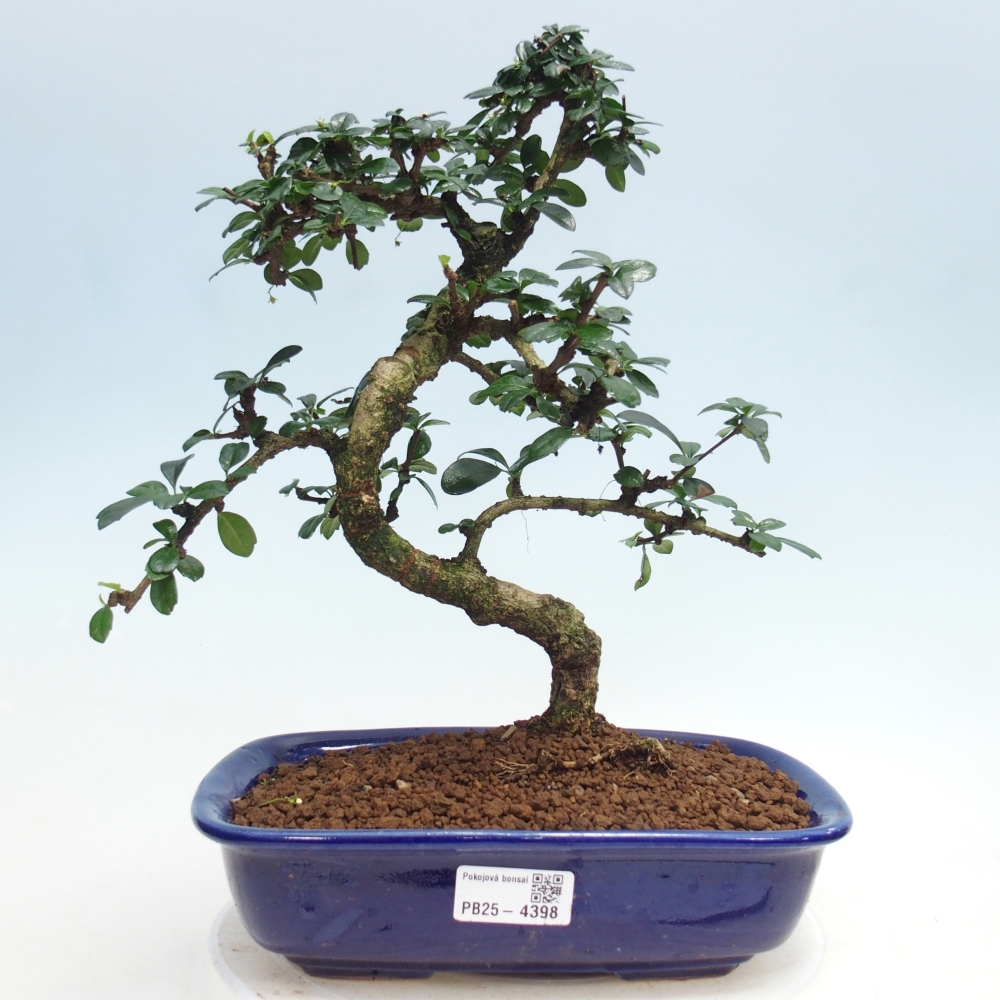 Zimmer-Bonsai - Carmona macrophylla - Tee-Fuki