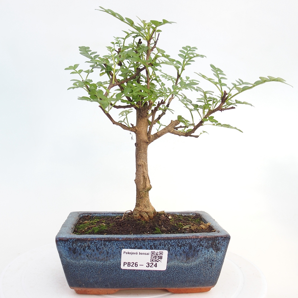 Zimmer Bonsai - Zantoxylum piperitum - Pfefferbaum
