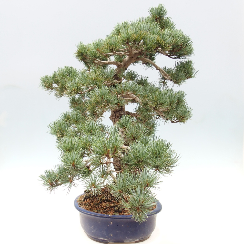 Bonsai im Freien - Pinus parviflora - kleine Kiefer