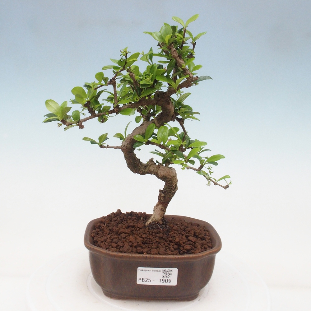 Zimmerbonsai - Carmona Macrophylla - Fuki-Tee
