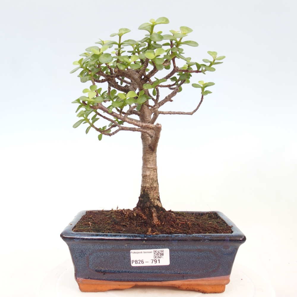 Zimmer Bonsai - Portulakaria Afra - Tlustice