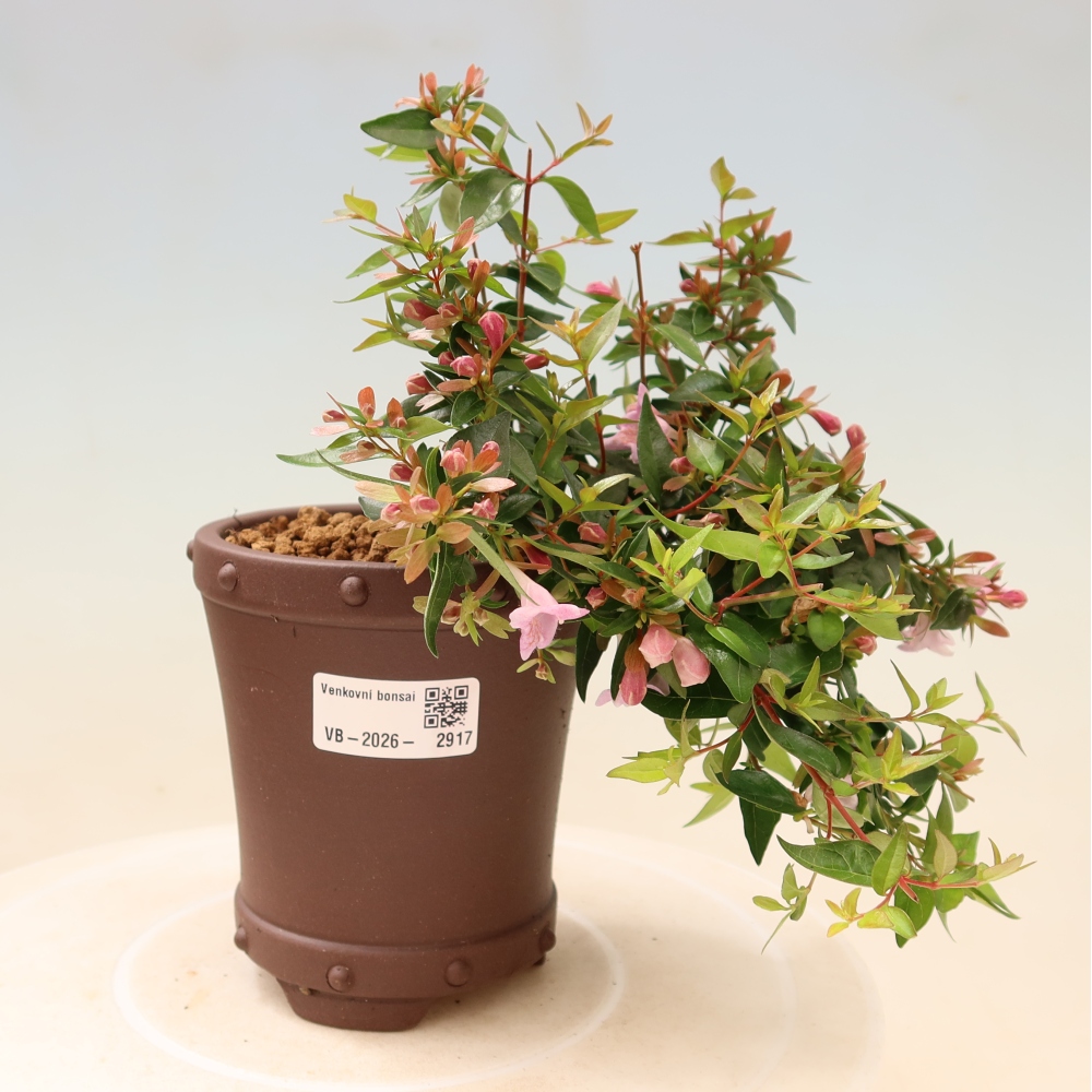 Bonsai für den Außenbereich – Abelia Edward Goucher – Großblumige Abelia