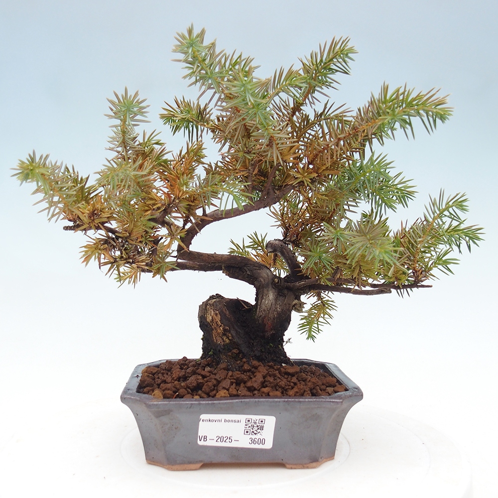 Outdoor-Bonsai - Juniper rigida - Igel-Wacholder