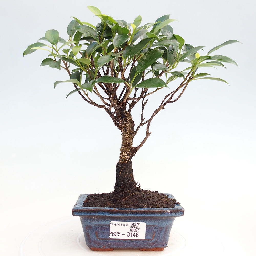 Zimmer Bonsai Ficus retusa kimmen