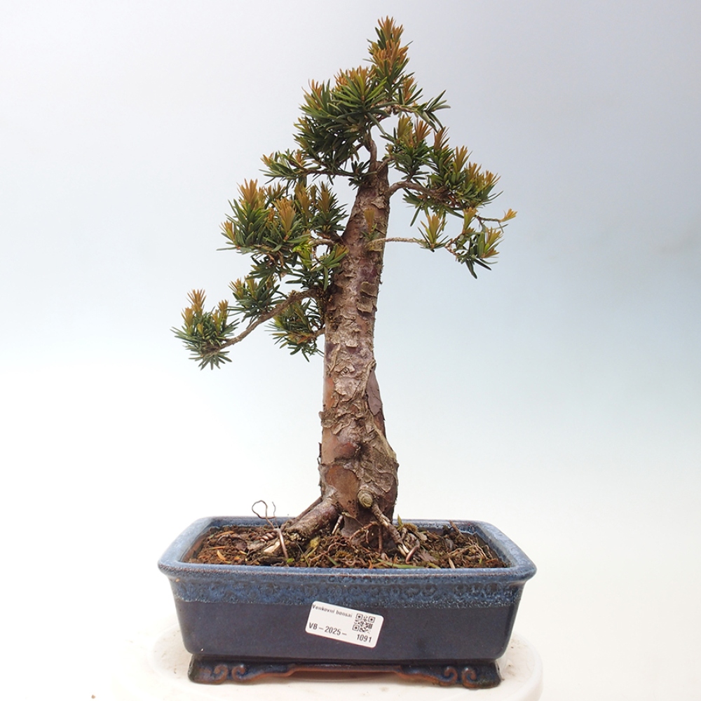 Bonsai im Freien - Taxus cuspidata - Japanische Eibe