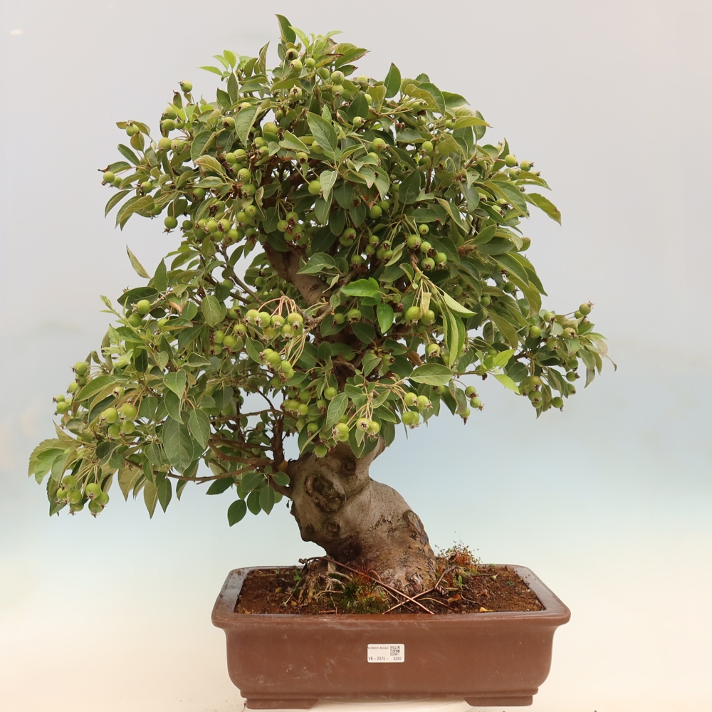 Bonsai im Freien - Malus halliana - Kleinfruchtiger Apfelbaum