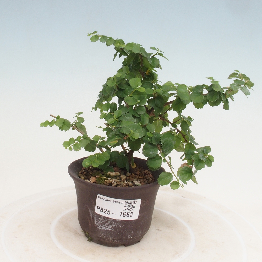Zimmerbonsai - Grewia sp. - Kleinblättriges Grewie