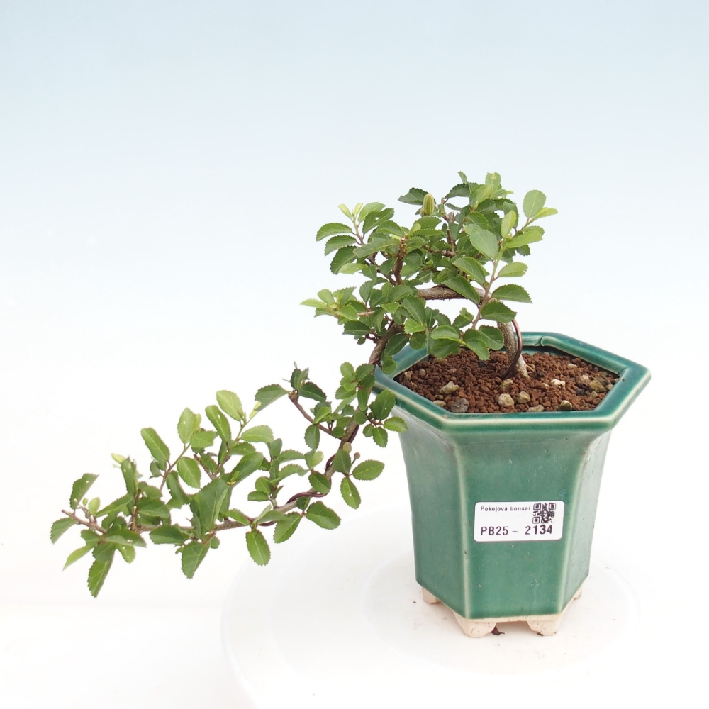 Zimmerbonsai - Grewia occidentalis - Lavendelstern
