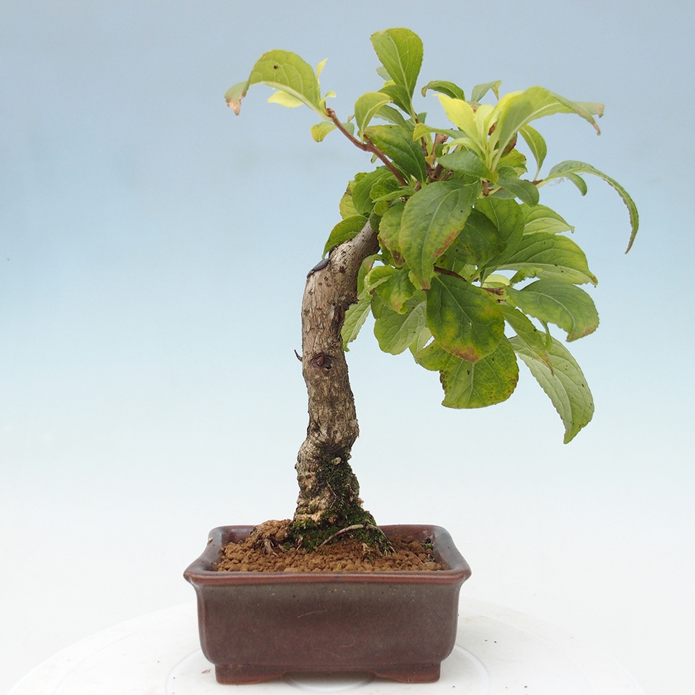 Outdoor-Bonsai - Celastrus Jesenec