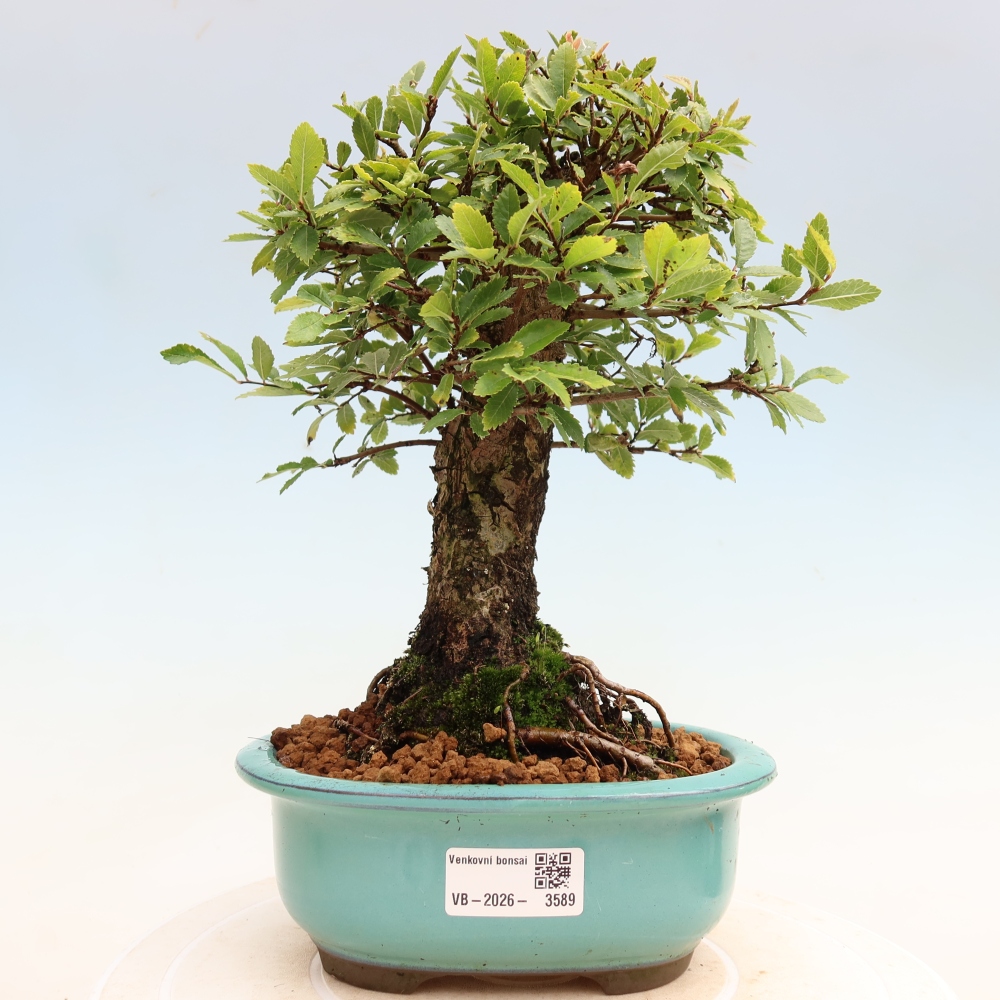 Bonsai für draußen - Zelkova - Zelkova NIRE