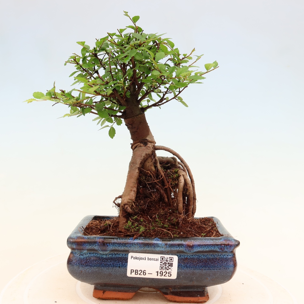 Zimmerbonsai - Ulmus parvifolia - Kleinblättrige Ulme