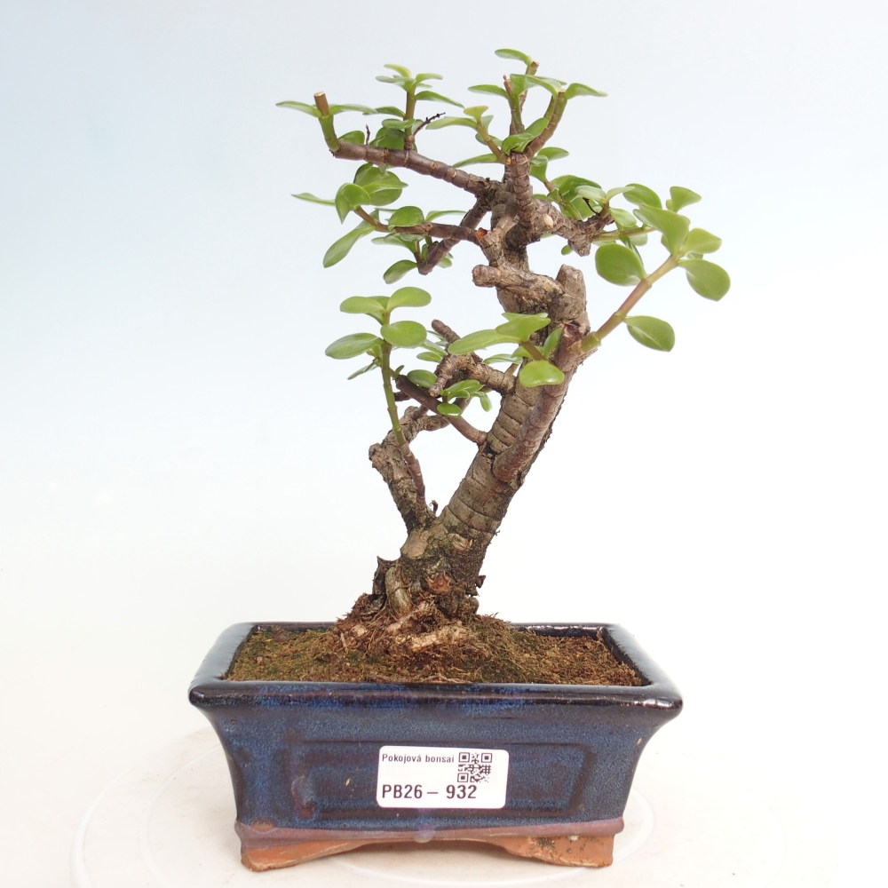 Zimmer Bonsai - Portulakaria Afra - Tlustice