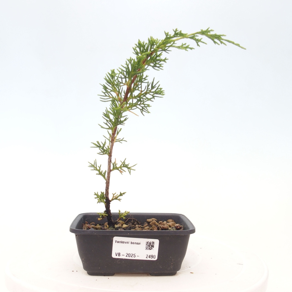 Outdoor bonsai - Juniperus chinensis Itoigawa - Chinese juniper