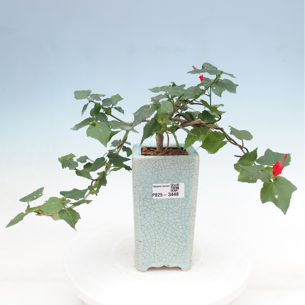Zimmerbonsai - Malvaviscus arboreus
