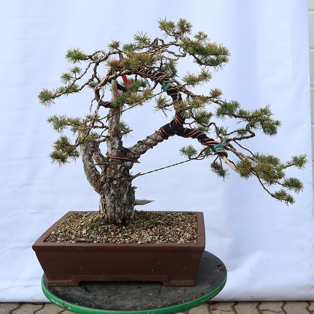 Pinus sylvestris Spanien – Waldkiefer