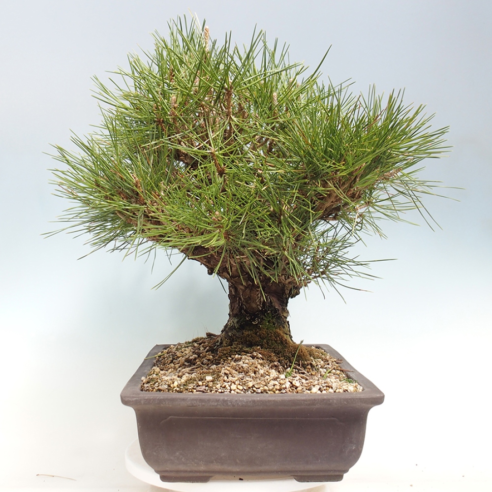 Bonsai für draußen - Pinus thunbergii - Thunberg-Kiefer