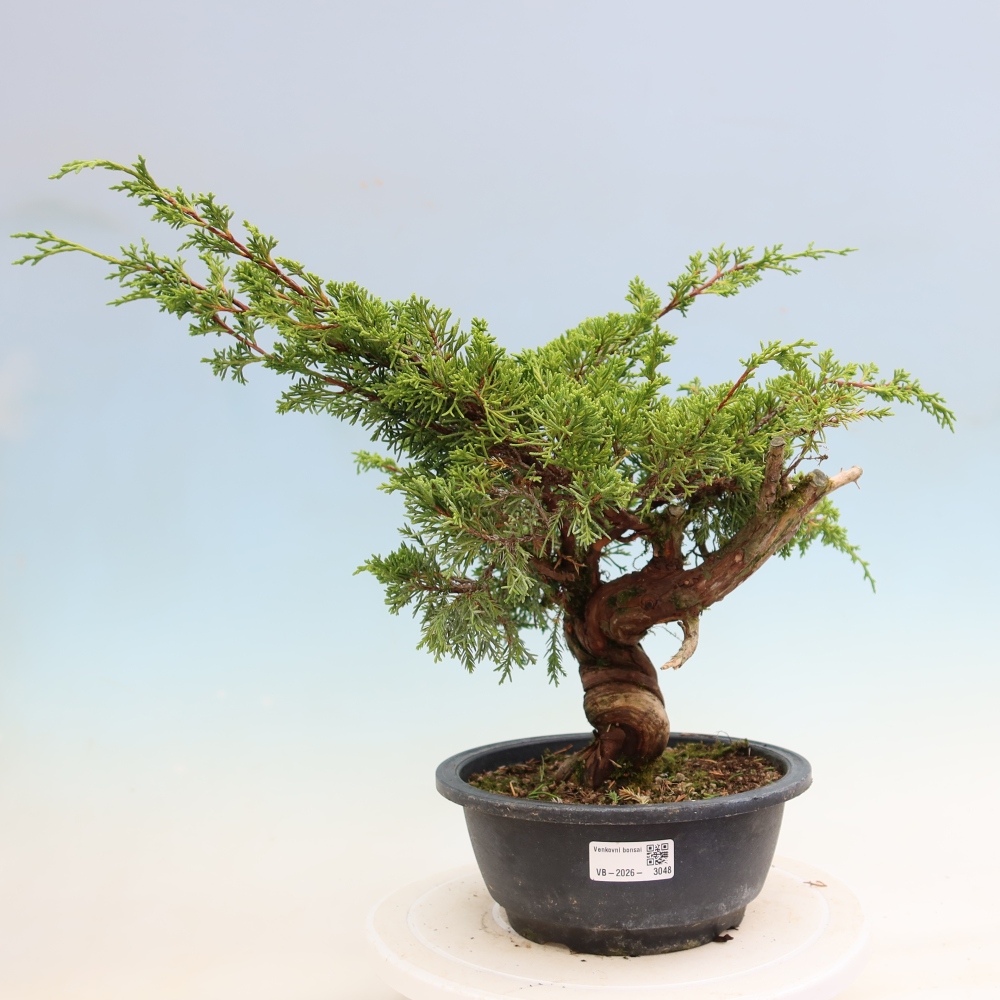 Bonsai für draußen - Juniperus chinensis Itoigawa-Juniperus chinensis