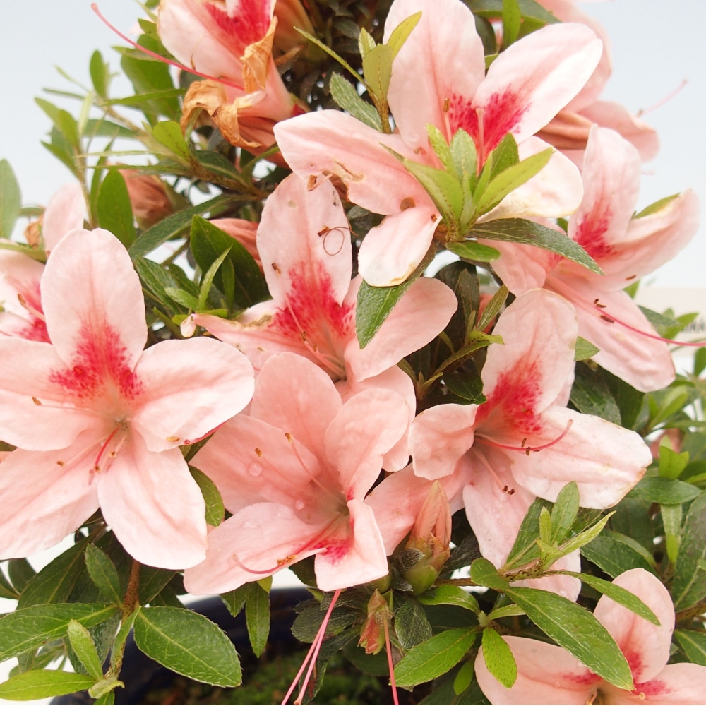 Bonsai im Freien - Japanische Azalee - Azalea Nikko