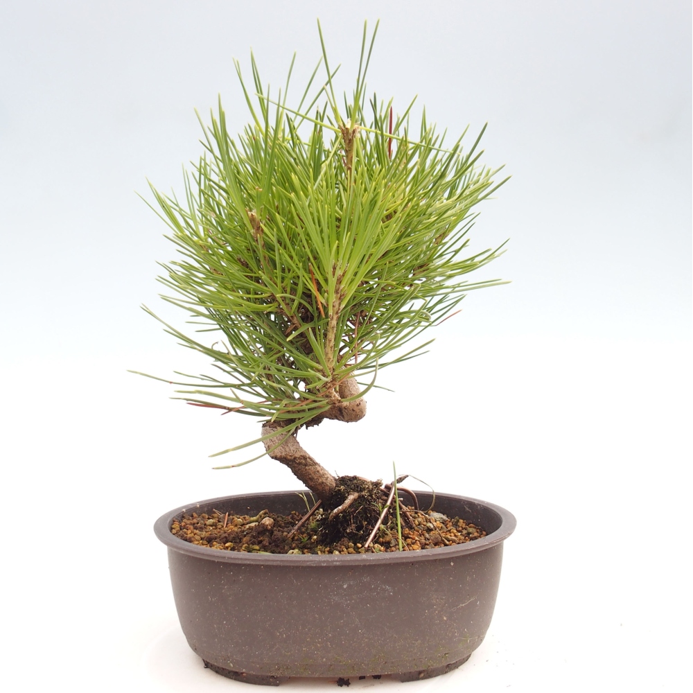 Bonsai im Freien - Pinus thunbergii - Thunbergia-Kiefer