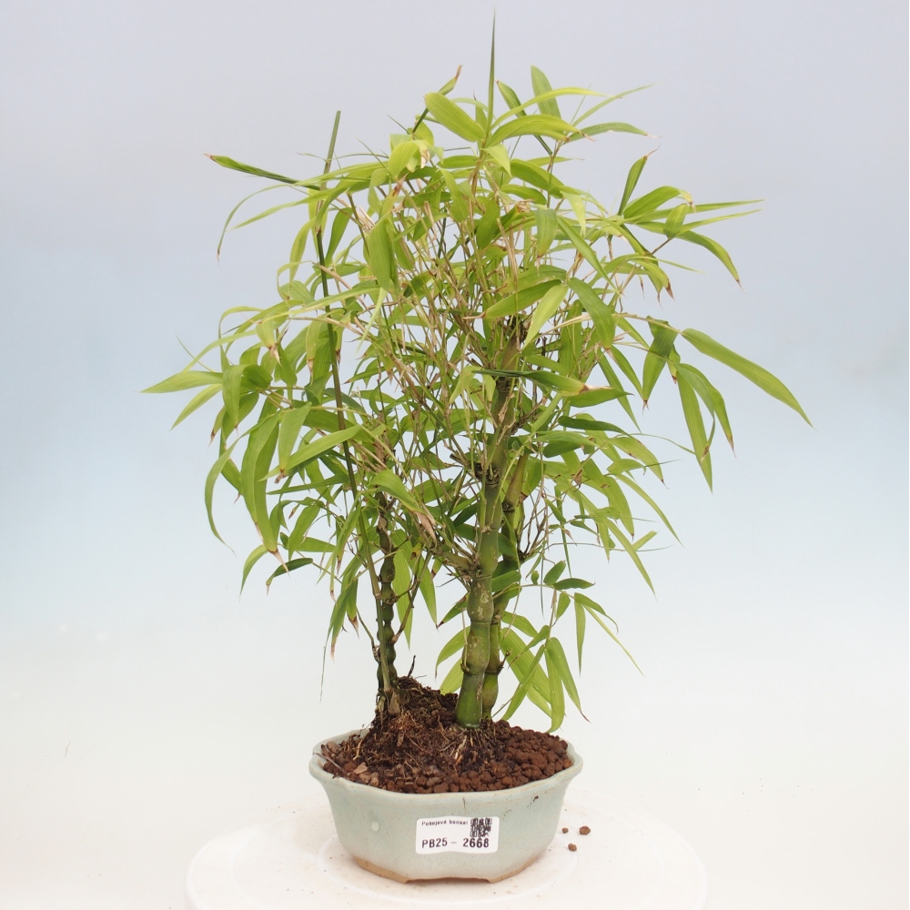 Zimmerbonsai - Bambus-Buddha-Bambus-Buddha-Bauch