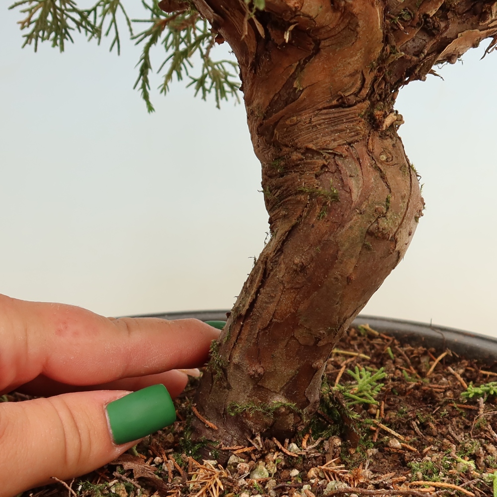 Bonsai für draußen - Juniperus chinensis Itoigawa-Juniperus chinensis