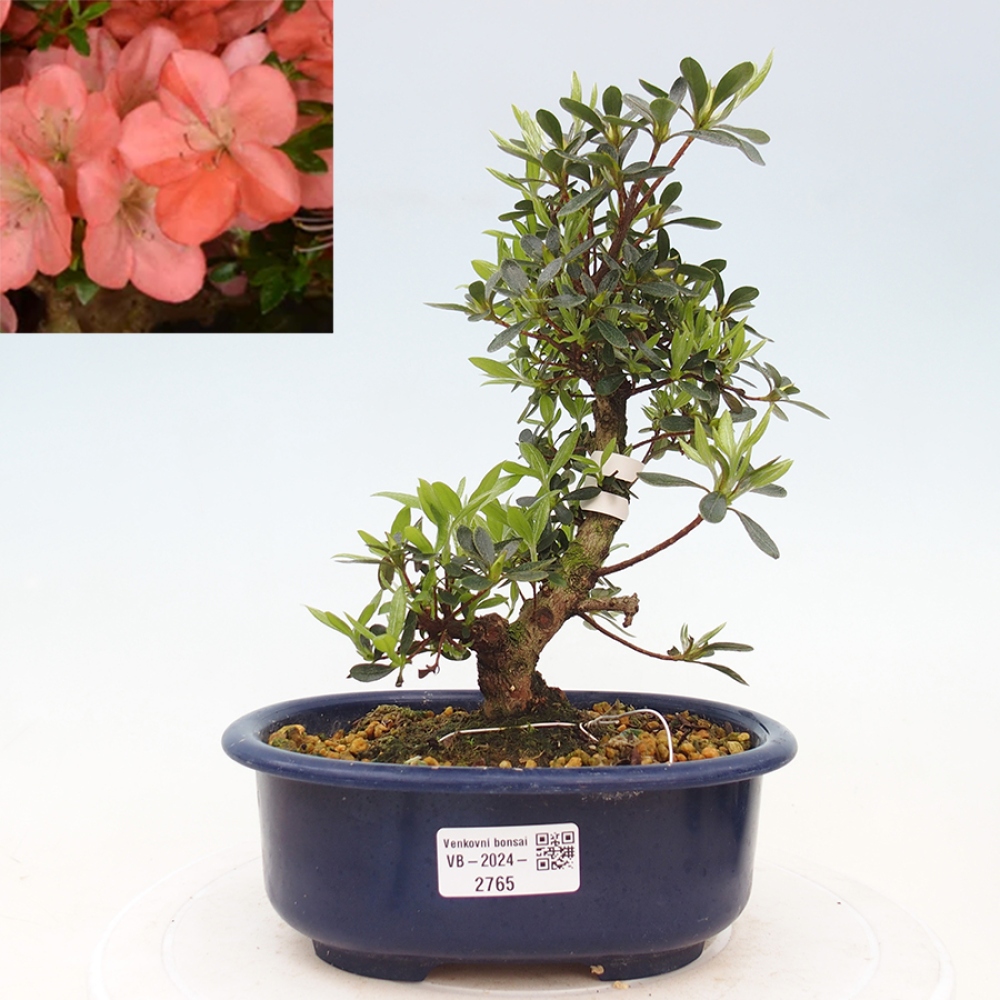 Bonsai im Freien - Japanische Azalee - Azalea Asazakura