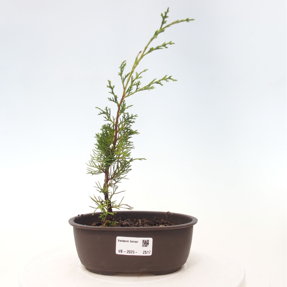 Outdoor bonsai - Juniperus chinensis Itoigawa - Chinese juniper