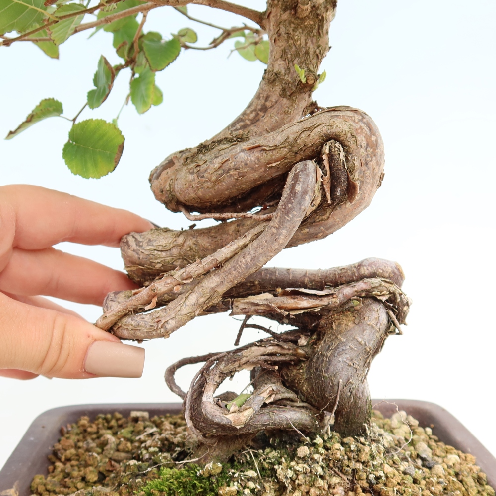 Bonsai für draußen -Carpinus CARPINOIDES - Koreanische Hainbuche