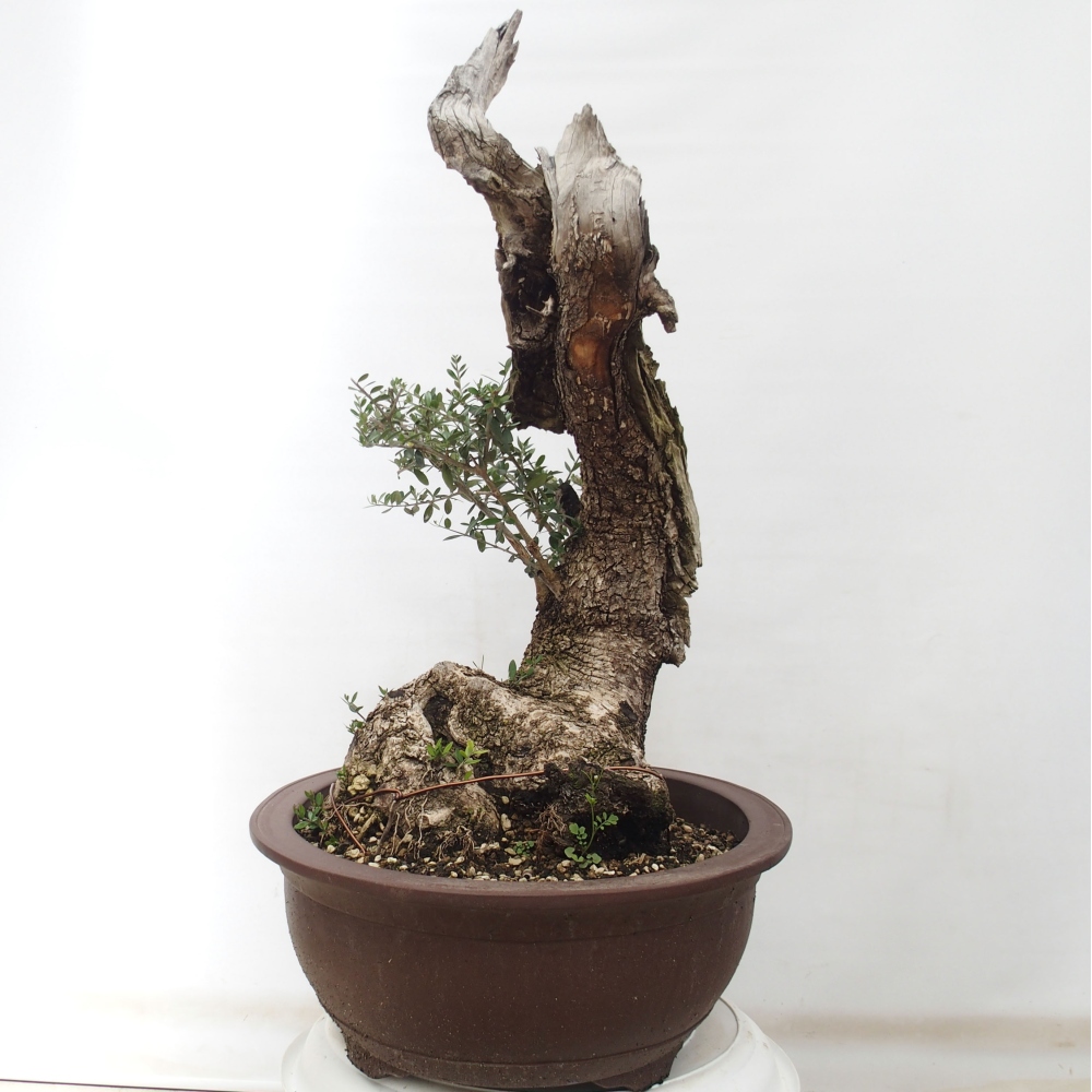 Indoor-Bonsai - Olea europaea sylvestris - Europäisches kleinblättriges Olivenöl