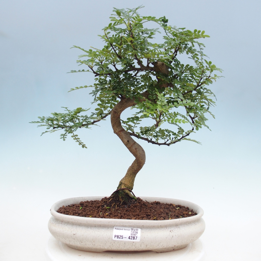 Zimmer Bonsai - Zantoxylum piperitum - Pfefferbaum